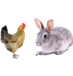 適合鴿（gē）子、禽類