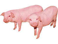 適合豬羊等小體型畜（chù）類