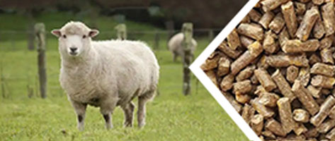 羊飼（sì）料顆粒生產線