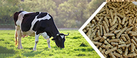 牛飼（sì）料顆粒生產線