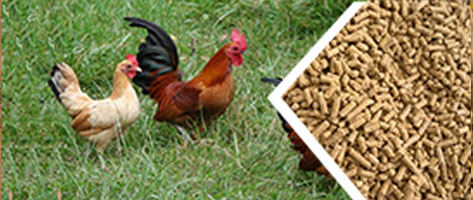 雞飼料顆（kē）粒生產線