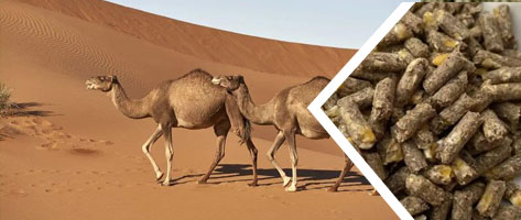 反芻飼料顆粒生產線