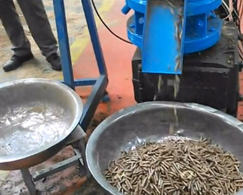 小型魚飼料顆粒機加工視頻