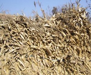 玉(yù)米(mǐ)秸稈圖(tú)片
