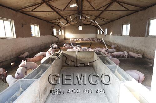 草莓视频官网客戶順天養(yǎng)豬場