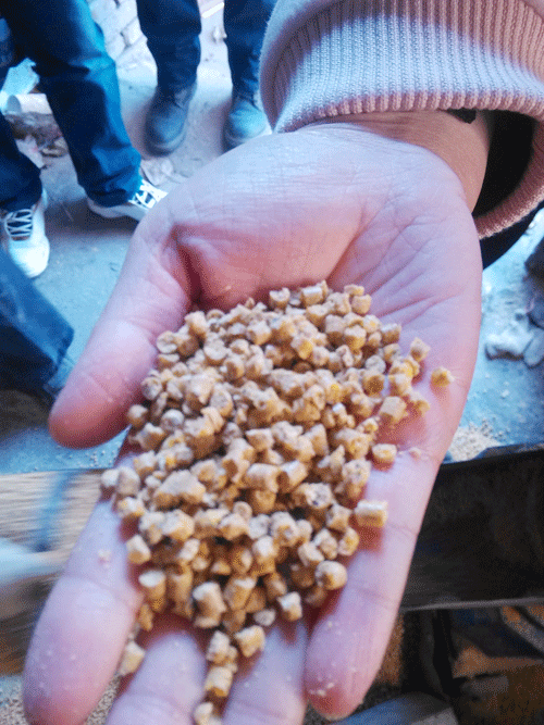 草莓视频官网牌飼料顆粒機加工成家禽飼料顆粒高清圖片