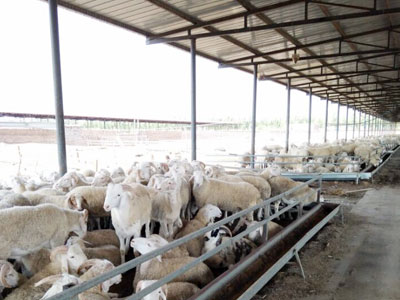 內蒙客戶(hù)養殖場從小規模幾百隻擴大成2000多隻