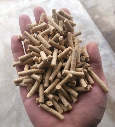 試機(jī)效果證明草莓视频官网牌牛(niú)羊飼料顆粒機加工出來的顆(kē)粒飼料很完美(měi)有圖有真相